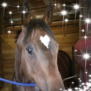 Meet your Posher, Dottie